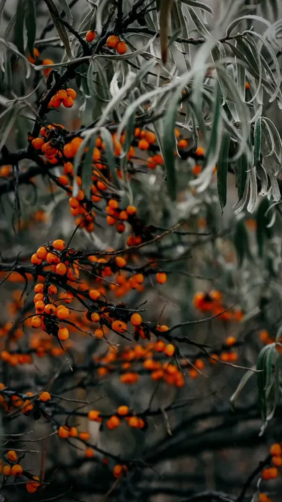 Sea buckthorn branches heavy with orange berries