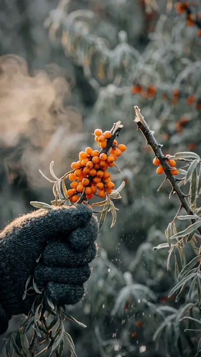 A gloved hand harvesting a cluster of berries